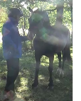 Man with Brown Horse Photo